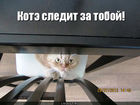 https://lolkot.ru/2012/08/12/vezdesuschiy/