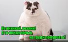 https://lolkot.ru/2016/07/12/vibrokuchka/