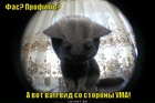 https://lolkot.ru/2012/02/20/vid-so-storony-uma/