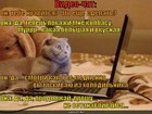 https://lolkot.ru/2011/01/15/video-chat/