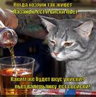 https://lolkot.ru/2013/04/18/viski-sosiski-kiski/