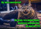 https://lolkot.ru/2016/12/06/vitaminnaya-gantelka/