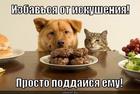https://lolkot.ru/2013/03/05/vkusi-iskusheniye/