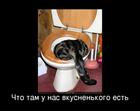https://lolkot.ru/2010/05/24/vkusnenkoye/