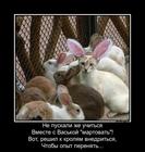 https://lolkot.ru/2015/08/21/vnedrenets/