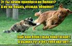 https://lolkot.ru/2016/10/14/vnimaniye-obekt-ohranyayetsya-koshkami/