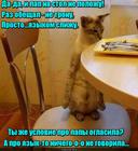 https://lolkot.ru/2016/05/18/vnimatelno-chitayte-dogovor/