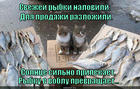 https://lolkot.ru/2014/11/26/vobla-onlayn/