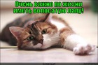 https://lolkot.ru/2012/06/22/volosataya-lapa-2/