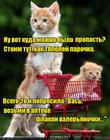 https://lolkot.ru/2016/02/17/volshebnaya-valeryanochka/