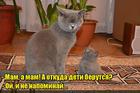 https://lolkot.ru/2015/12/08/vopros-ot-rebenka/