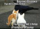 https://lolkot.ru/2013/02/02/vorona-vorona/