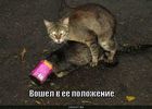 https://lolkot.ru/2011/08/05/voshel-v-polozheniye/