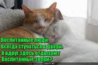https://lolkot.ru/2017/05/25/vospitannyye-zveri/