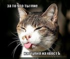 https://lolkot.ru/2011/03/13/vot-tebe-za-hvost/