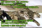 https://lolkot.ru/2015/07/14/vozrastnyye-nesovpadeniya/