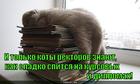 https://lolkot.ru/2015/04/06/vpityvayu-znaniya/