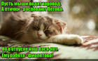 https://lolkot.ru/2016/06/12/vse-fioletovo-2/