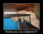 https://lolkot.ru/2011/11/15/vse-na-sobraniye-2/