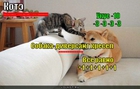 https://lolkot.ru/2011/09/10/vse-ravno/