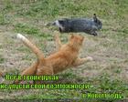 https://lolkot.ru/2011/01/01/vse-v-tvoih-rukah-2/
