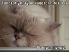 https://lolkot.ru/2011/02/24/vsyakaya-yerunda/