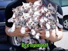 https://lolkot.ru/2011/04/11/vsyo-puchkom/
