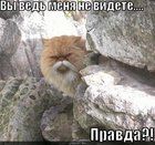 https://lolkot.ru/2010/09/11/vy-menya-ne-videte/