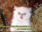 https://lolkot.ru/2011/06/06/vy-slegka-udivleny/