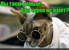 https://lolkot.ru/2011/06/06/vy-takoy-umnyy/