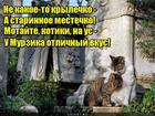 https://lolkot.ru/2016/06/28/vybor-mesta/