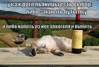https://lolkot.ru/2011/03/15/vybor/