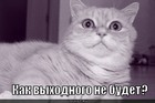 https://lolkot.ru/2011/02/24/vyhodnogo-ne-budet/