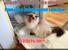 https://lolkot.ru/2015/03/14/vylizyval/