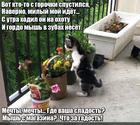 https://lolkot.ru/2019/08/25/vymechtannaya-myshka/