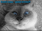 https://lolkot.ru/2011/04/17/vypey-vody/