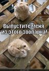 https://lolkot.ru/2011/03/12/vypustite-menya-iz-etogo-zooparka/