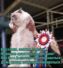https://lolkot.ru/2014/12/06/vystavka/