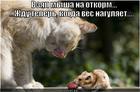 https://lolkot.ru/2013/02/12/vzyal-mysha-na-otkorm/