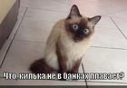https://lolkot.ru/2015/07/27/wtf/