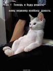 https://lolkot.ru/2010/09/14/ya-budu-reshat/