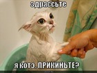 https://lolkot.ru/2010/09/29/ya-kote/