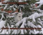 https://lolkot.ru/2013/01/26/ya-raskryt-ya-raskryt/