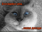 https://lolkot.ru/2010/10/01/ya-soshla-s-uma/
