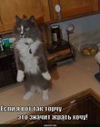 https://lolkot.ru/2011/03/28/ya-torchu/