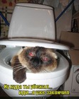 https://lolkot.ru/2011/03/26/ya-uzhe-zakonchil/