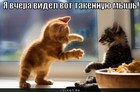 https://lolkot.ru/2011/06/10/ya-vchera-videl-mysh/