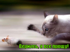 https://lolkot.ru/2011/03/29/ya-vse-proschu/