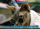 https://lolkot.ru/2011/03/26/ya-zhe-ne-chay/