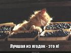 https://lolkot.ru/2016/03/14/yagodka-kisinka/